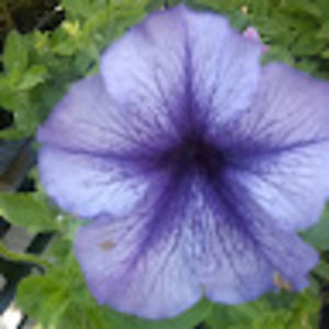 Meet your Posher, Summer